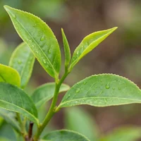 Natürliches Koffein (Coffea robusta)